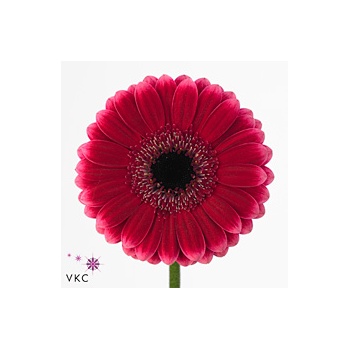 product/img.floraplaza.nl/LGERMARA-ART_Fotos-VBN-vbn107102.jpg