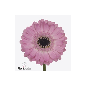 product/img.floraplaza.nl/LGERMBEN-ART_fotos-VBN-vbn123283.jpg