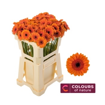 product/img.floraplaza.nl/LGERMBI-LIVE_fotos-0x9847BE705244D112F94DA8323BABA101453177F7.jpg
