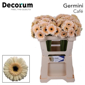 product/img.floraplaza.nl/LGERMCAF-LIVE_fotos-0xB717D5035E36467E68702F89881B0732892E3175.jpg