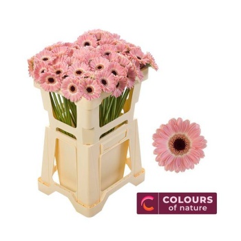 product/img.floraplaza.nl/LGERMDIX-LIVE_fotos-0x6DBC970CEF3782106844D34410B241C8EB68BB98.jpg