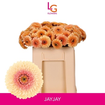 product/img.floraplaza.nl/LGERMJAY-LIVE_fotos-0xE3B435F6C5798D0E7D3B5FAC8218CAC77168FC26.jpg