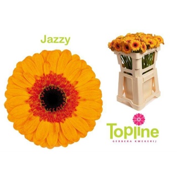 product/img.floraplaza.nl/LGERMJAZ-LIVE_fotos-0xFE570C80BFC8AA334A832F1B22E4DD5B4B459AD6.jpg