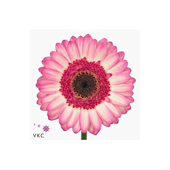 product/img.floraplaza.nl/LGERMLOL-ART_Fotos-VBN-vbn23527.jpg