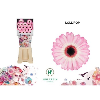 product/img.floraplaza.nl/LGERMLOL-LIVE_fotos-0x7DD70FF99EA6827754593ECA4FAEFC2C94F9B835.jpg