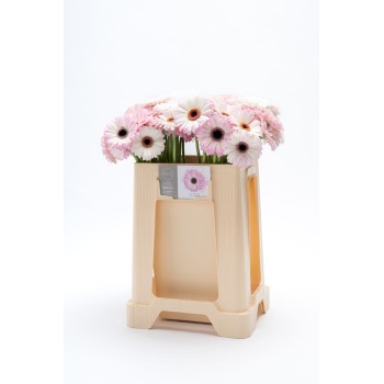 product/img.floraplaza.nl/LGERMLOL-LIVE_fotos-0x809D916154CF7FA0299A142A321BD2EB11F39296.jpg