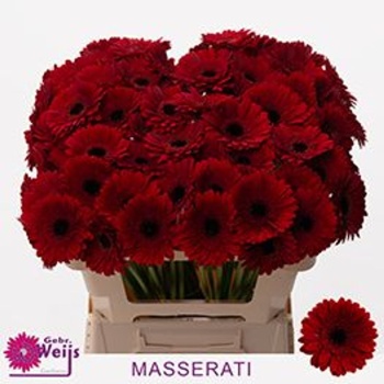 product/img.floraplaza.nl/LGERMMAS-LIVE_fotos-0xA7AA73DF8C6EB097423DC2C9523CB888FD3E5B12.jpg