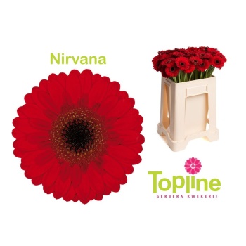 product/img.floraplaza.nl/LGERMNIR-LIVE_fotos-0xF389AB44328FD22D9B62C92E0CBC463FDF65BC56.jpg