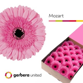 product/img.floraplaza.nl/LGERMOZ-LIVE_fotos-0xB17C42576692EAC4B1438214B5B5798751F27067.jpg