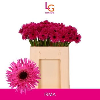 product/img.floraplaza.nl/LGERMPUNIR-LIVE_fotos-0xF4B0F2A4BEF344DED55FD8C7A66A09EEE6F8DCA7.jpg