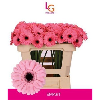 product/img.floraplaza.nl/LGERMSMA-LIVE_fotos-0xBD26C2FC33782C529B419834AF9E354D39BD2AF5.jpg