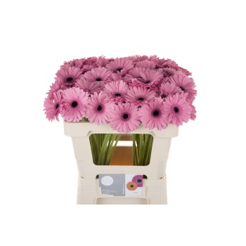 product/img.floraplaza.nl/LGERMTAL-LIVE_fotos-0x7B422D1CD69E959CC9306C9BED68B1E262DB7A6E.jpg
