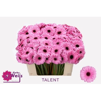 product/img.floraplaza.nl/LGERMTAL-LIVE_fotos-0x9C5AD85C8141E3D0DB101F20AA2CB3A80DF3F6AE.jpg