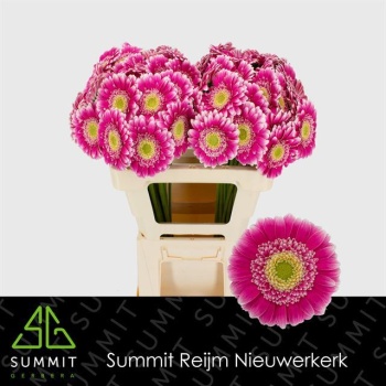 product/img.floraplaza.nl/LGERMWON-LIVE_fotos-0xC96AA2FED3897617EFFBB92448C31F2EFBAB0C79.jpg