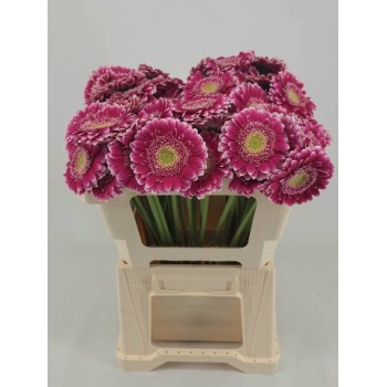 product/img.floraplaza.nl/LGERMWON-LIVE_fotos-0xFFF8D1925DC59ABA47F1117F9E9754C1BEF06A9E.jpg