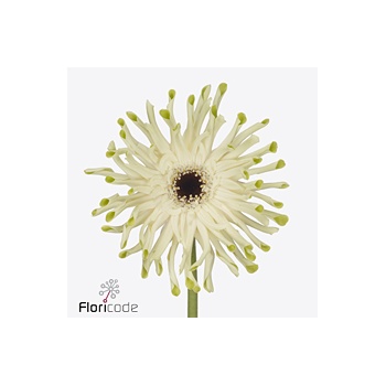 product/img.floraplaza.nl/LGERPASARO-ART_Fotos-VBN-vbn125101.jpg