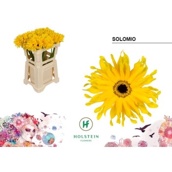 product/img.floraplaza.nl/LGERSOL-LIVE_fotos-0xB8CD0F87F60C47F2B42C6896236CE4B595F9E57B.jpg