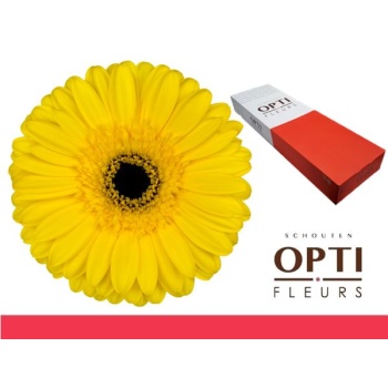product/img.floraplaza.nl/LGERWES-LIVE_fotos-0x728DE1A4AA51EE5FE6F3CBF4D188A84975CB9295.jpg