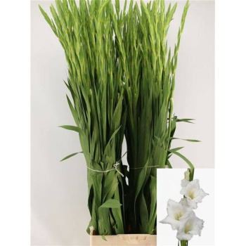 product/img.floraplaza.nl/LGLAAMS-LIVE_fotos-0x1272D10BC686E0C1DC64416508BC8805BD5C9430.jpg