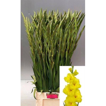 product/img.floraplaza.nl/LGLABAN-LIVE_fotos-0xD2BAFA2F08FAACAA48C9B14411C2D2AD61C5B845.jpg