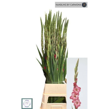 product/img.floraplaza.nl/LGLACAN-LIVE_fotos-0xE710A9E86108EC8F6627BA78B253376A914A5590.jpg