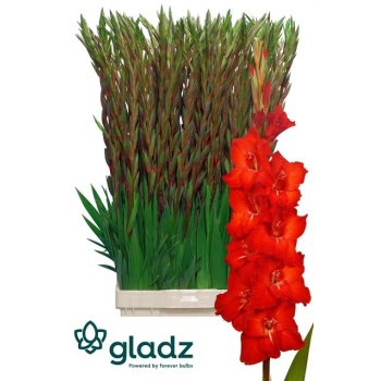 product/img.floraplaza.nl/LGLACHI-LIVE_fotos-0xBC371868D4E5DDF60BA8BD872B9A35CE1ABFD821.jpg