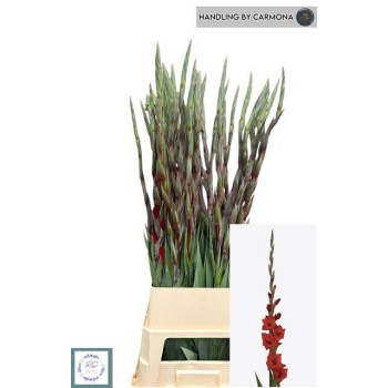product/img.floraplaza.nl/LGLACOS-LIVE_fotos-0x669577F1AF55526E4AF0DD2C63A9D5AAD5631FAE.jpg