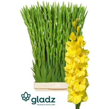 product/img.floraplaza.nl/LGLADBV-LIVE_fotos-0xF0C909C17E9434CE4A39A106A897FB238CE01558.jpg