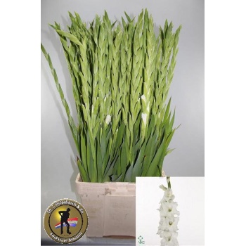 product/img.floraplaza.nl/LGLAESS-LIVE_fotos-0x2C1EED7ECC965B351C6CC76D4B21639D10F8CAD2.jpg