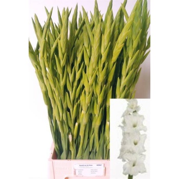 product/img.floraplaza.nl/LGLAESS-LIVE_fotos-0x7DF35C0EE4AB0374F08305CFF509EE5D1D8B9DC6.jpg