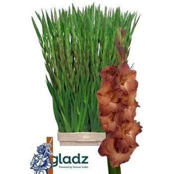product/img.floraplaza.nl/LGLAINDS-LIVE_fotos-0x42000CF5EF20EF33E7F352A4C4A8598129389F2D.jpg