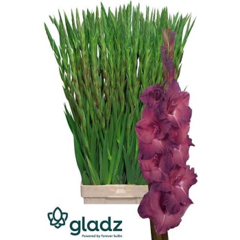 product/img.floraplaza.nl/LGLAINDS-LIVE_fotos-0xD28729A8926D66661DF9B30E4921FE89ACC7255B.jpg