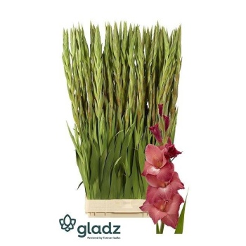 product/img.floraplaza.nl/LGLAINDS-LIVE_fotos-0xEC0B9C3B049C01164919BF2BE920E2DCE04A0830.jpg