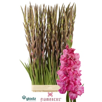 product/img.floraplaza.nl/LGLAKINR-LIVE_fotos-0x7653F15F82480F7036FF749F5E8ECE68042BC70D.jpg