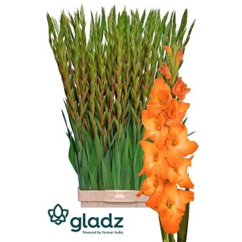 product/img.floraplaza.nl/LGLALIVO-LIVE_fotos-0x4E7F3DD3835431CB3ED3C7FFB69AEFA8957FAF98.jpg
