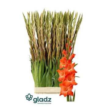 product/img.floraplaza.nl/LGLALIVO-LIVE_fotos-0x8A4345CCCEACFDC236EA40BEFE0187101F200F14.jpg