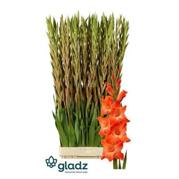 product/img.floraplaza.nl/LGLALIVO-LIVE_fotos-0xFAC3431AE2588832CB9AF528BCCBD908CA7811D7.jpg