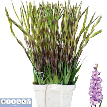 product/img.floraplaza.nl/LGLAMIL-LIVE_fotos-0x73C1228FB45E842A09F25053C792B5DF6EA8B0DD.jpg
