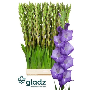 product/img.floraplaza.nl/LGLAMOJ-LIVE_fotos-0x94587A1828A8EBC9157D83E71E150199483E03F1.jpg