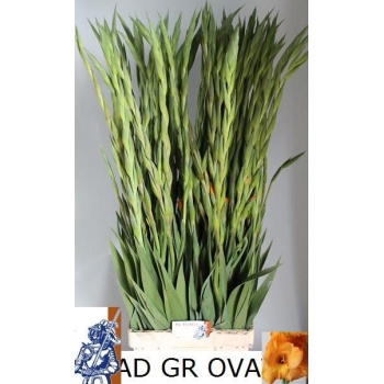 product/img.floraplaza.nl/LGLAOVA-LIVE_fotos-0x1F45530AED48BB73F4A11440025AE1EF2CF2C2FE.jpg