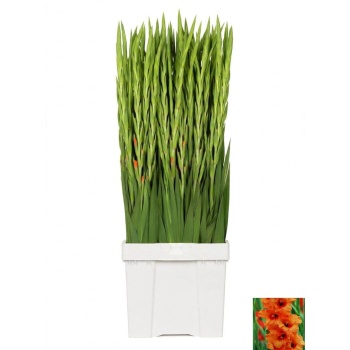 product/img.floraplaza.nl/LGLAPRIOFO-LIVE_fotos-0x3C60B936F4F4692F1B1274408E6E56AFDD81DA3D.jpg