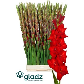 product/img.floraplaza.nl/LGLAREDB-LIVE_fotos-0xB29221C23C79890CDDEEA26C52568272FE0D7277.jpg