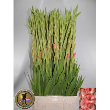 product/img.floraplaza.nl/LGLASUGB-LIVE_fotos-0x0B96FB0EE60C43D1A41A1F2CD811FCB747EAD3CE.jpg