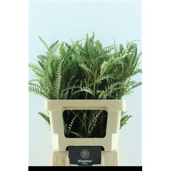 product/img.floraplaza.nl/LGREIVAB5-LIVE_fotos-0xADE1BD4FE700AB1D7D0FC73798492DF66C4A13DF.jpg