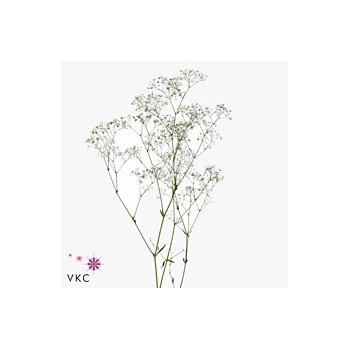 product/img.floraplaza.nl/LGYPX-ART_Fotos-VBN-vbn110252.jpg