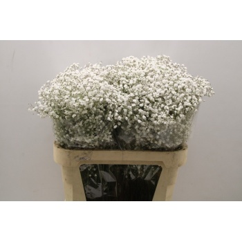 product/img.floraplaza.nl/LGYPX-ASSORTI_fotos-MVA-Gyps xlence.JPG