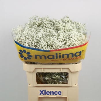 product/img.floraplaza.nl/LGYPX-LIVE_fotos-0x8702736FF2FD1C4BC901CD5E420A762851C5F6EF.jpg