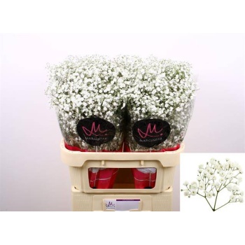 product/img.floraplaza.nl/LGYPX-LIVE_fotos-0xCC95D3ED22023895975655ED9B7F8F083D80CA64.jpg