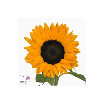 product/img.floraplaza.nl/LHELORAF65-ART_fotos-VBN-vbn111783.jpg