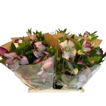 product/img.floraplaza.nl/LHELPU-LIVE_fotos-0x74826621771976FFA87D0402B58475BE722402D5.jpg